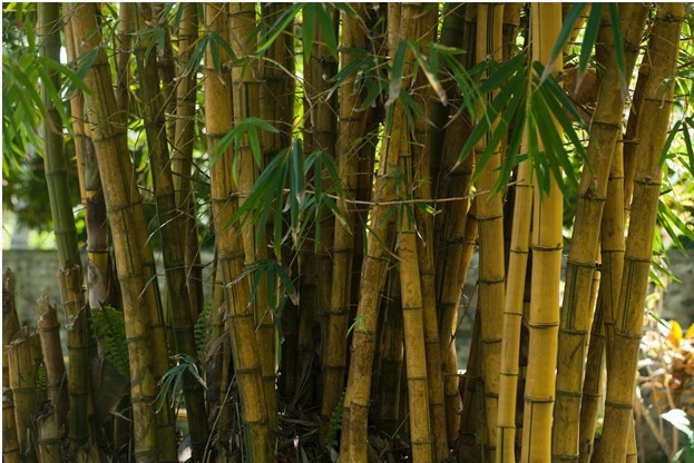 Bamboo Room Dividers